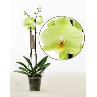 Phalaenopsis Orchid Lemon Lime