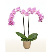 Phalaenopsis Orchid Miami