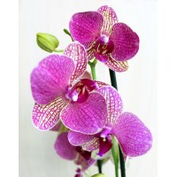 Phalaenopsis Montley Orchid