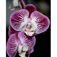 Phalaenopsis Orchid Piano