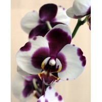 Phalaenopsis Orchid Polka Dot