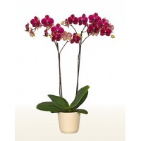 Phalaenopsis Orchid Red Peachy