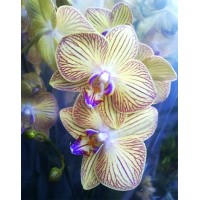 Phalaenopsis Orchid Showpiece