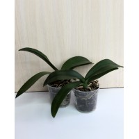 Phalaenopsis orchid faded