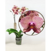Phalaenopsis Orchid Super Girl