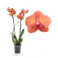 Phalaenopsis Orchid Surf Song
