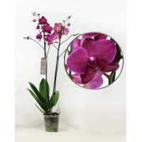 Phalaenopsis Orchid Unusual Ideal