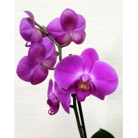 Орхідея фаленопсис Violet