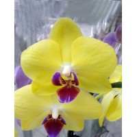 Phalaenopsis Orchid Yellow Beauty