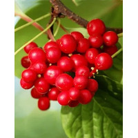 Schisandra chinensis