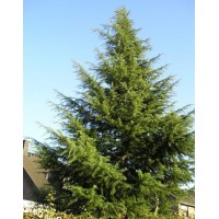 Whole-leaved fir (Abies holophylla)