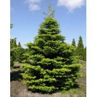 Ялиця корейська (Abies koreana)