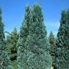 Кипарисовик Лавсона Алюмі (Alumii)