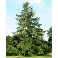 European larch (Larix decídua)