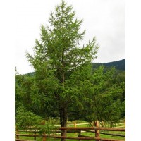 Модрина японська (Larix kaempferi)