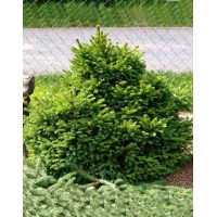 Norway spruce Barry (Picea abies Barryi)