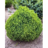 Canadian spruce Alberta Globa, container 2l