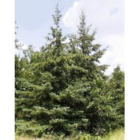 Ялина біла канадська (Picea glauca)
