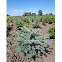 Ялина колюча Глаука (Picea pungens Glauca)