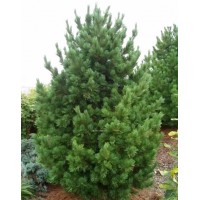 Сосна кедрова європейська (Pinus cembra)