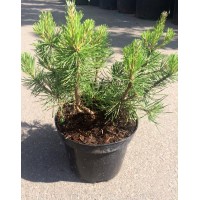 Сосна гірська (Pinus mugo)