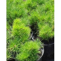 Crimean pine (Pinus pallasiana)