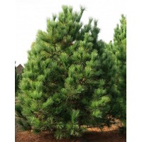 Сосна румелійська (Pinus peuce)