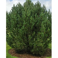Сосна крючковатая (Pinus uncinata)