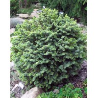 Spruce Sitka Nana (Pícea sitchensis Nana)
