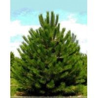 Scots pine (Pínus sylvestris)