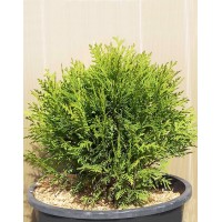 Туя західна Даніка (Thuja Danica)
