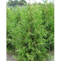 Thuja western Frieslandia
