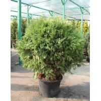 Туя західна Глобоза (Thuja Globosa)