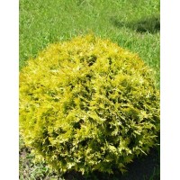 Туя західна Глобоза Ауреа (Globosa Aurea)