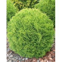 Туя західна Хосері (Thuja occidentalis Hoseri)