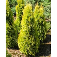 Туя западная Янтар (Thuja Jantar)