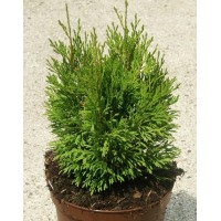 Туя західна Мікі (Thuja Miky)