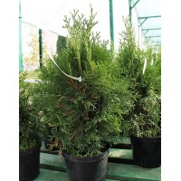 Thuja western Smaragd