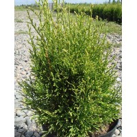 Thuja western Smaragd Light