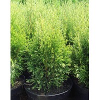 Thuja western Smaragd Vitbont