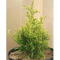 Туя західна Столвік (Thuja Stolwijk)