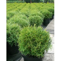 Thuja western Tini Tim