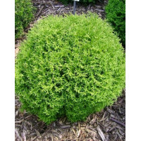 Thuja western Tip Top