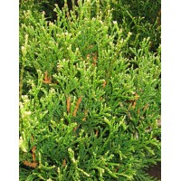 Thuja folded Elegantissima