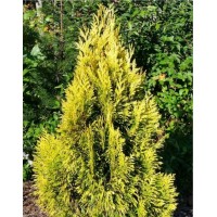 Туя складчатая Форевер Голди (Thuja plicata Goldy)