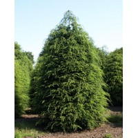 Тсуга канадська (Tsuga canadensis)