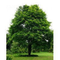 Клен гостролистий (Acer platanoides)