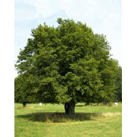 Граб звичайний (Carpinus betulus)