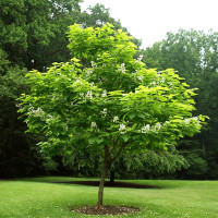 Катальпа бігнонієвидна (Catalpa bignonioides)