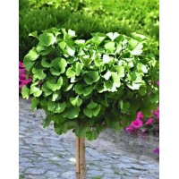 Гінкго дволопатеве, гінкго білоба (Ginkgo biloba)